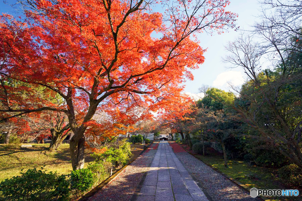 残り紅葉