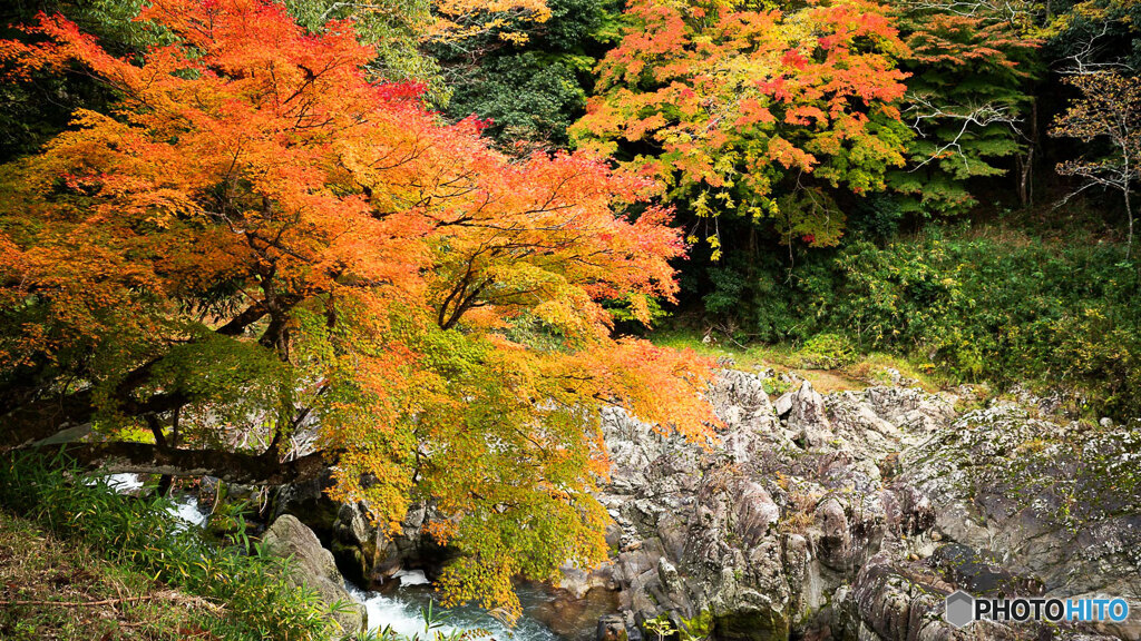 大蛇ヶ淵の黄葉