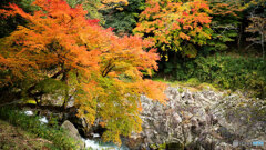 大蛇ヶ淵の黄葉