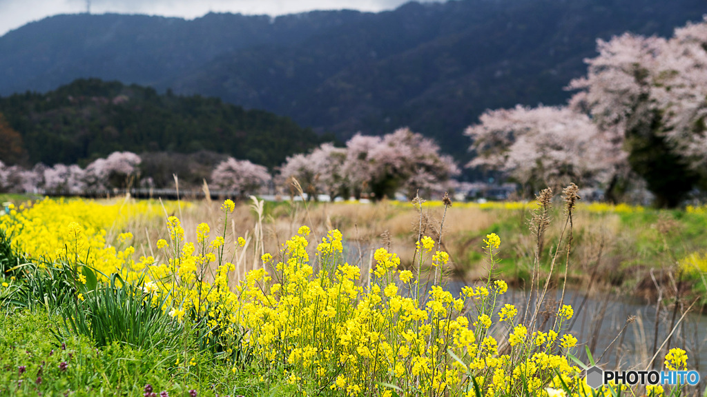 菜の花と桜