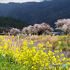 菜の花と桜
