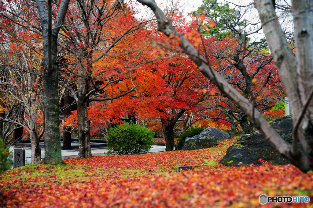 京都紅葉巡り