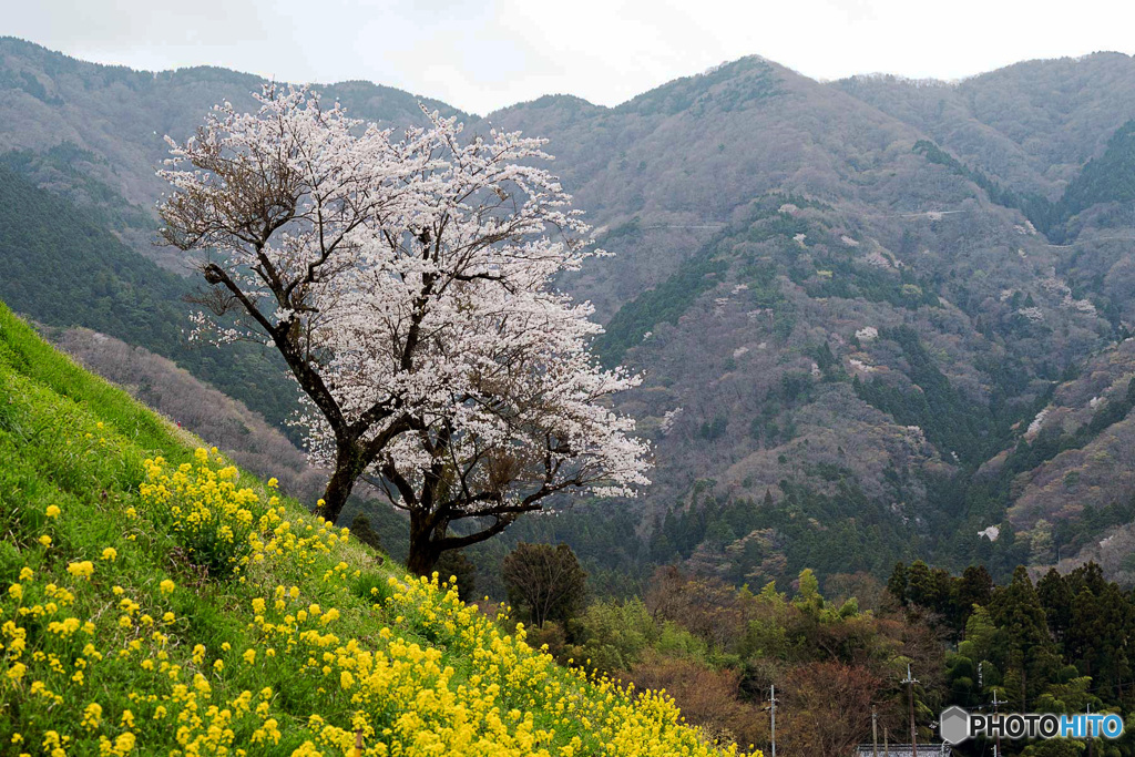 菜の花と桜