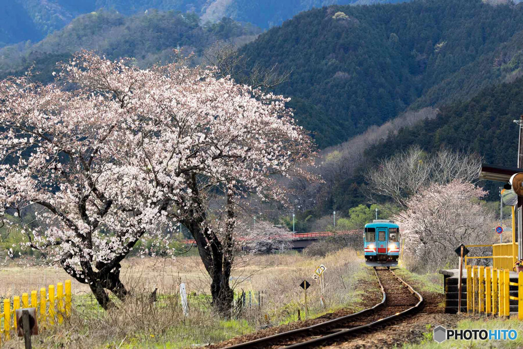 桜と樽見鉄道