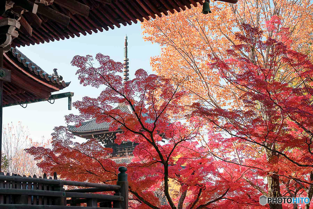 京都紅葉便り ⑬