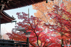 京都紅葉便り ⑬