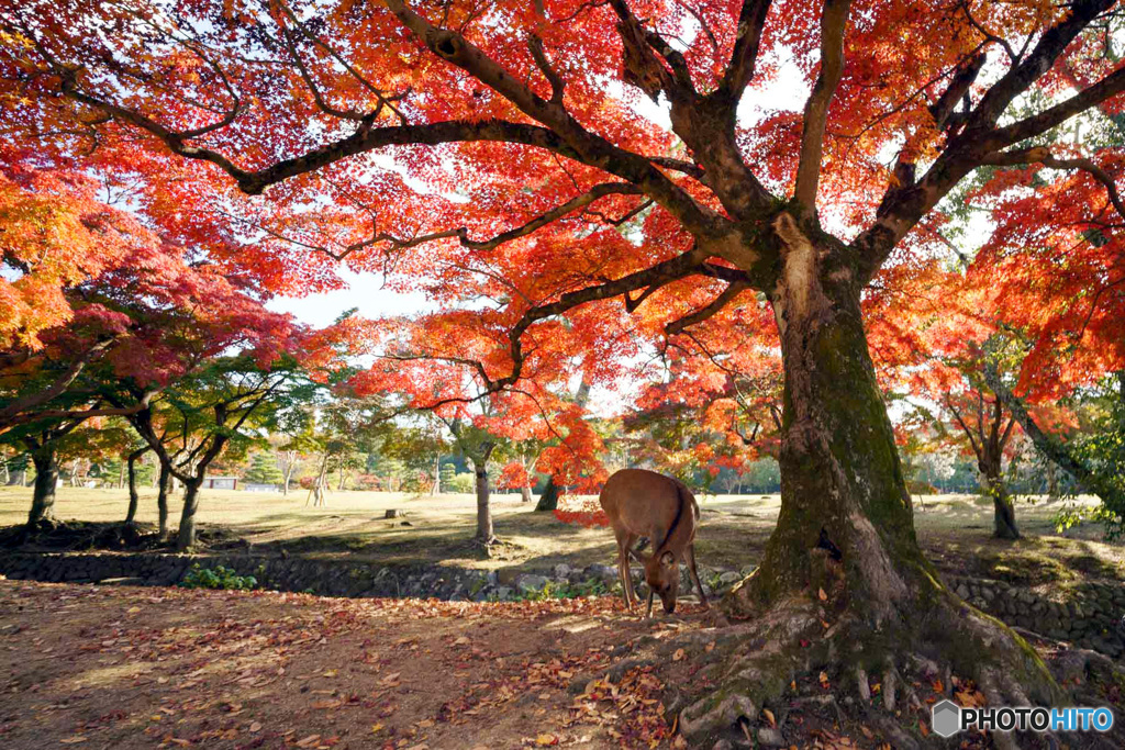 紅葉と鹿