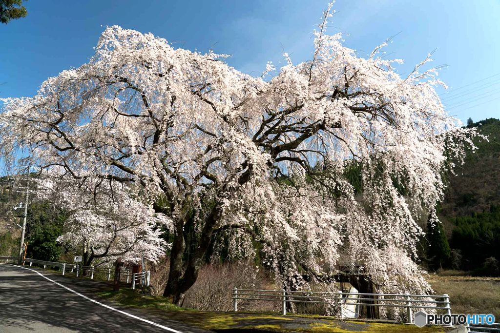 京北 しだれ桜