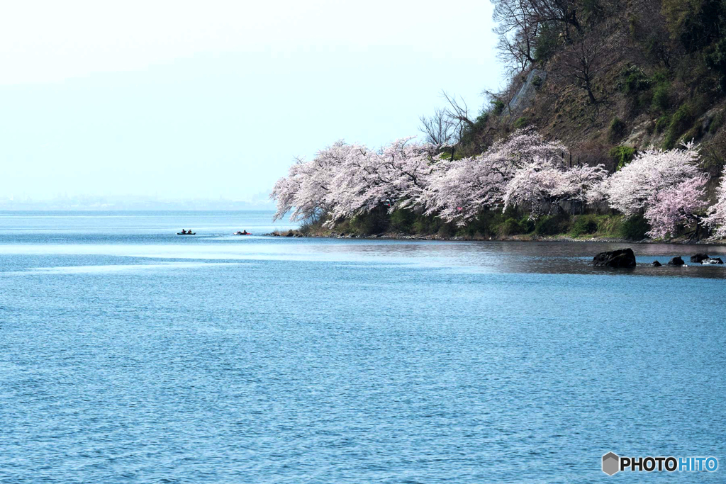湖岸の桜並木