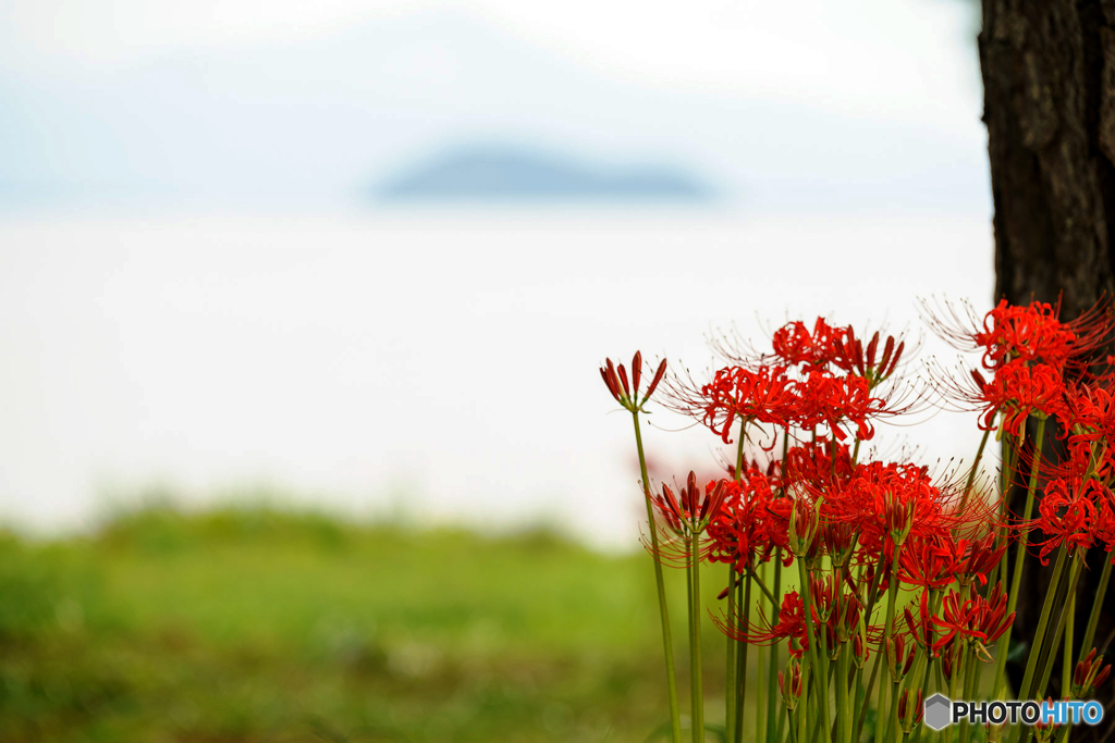 湖岸の彼岸花