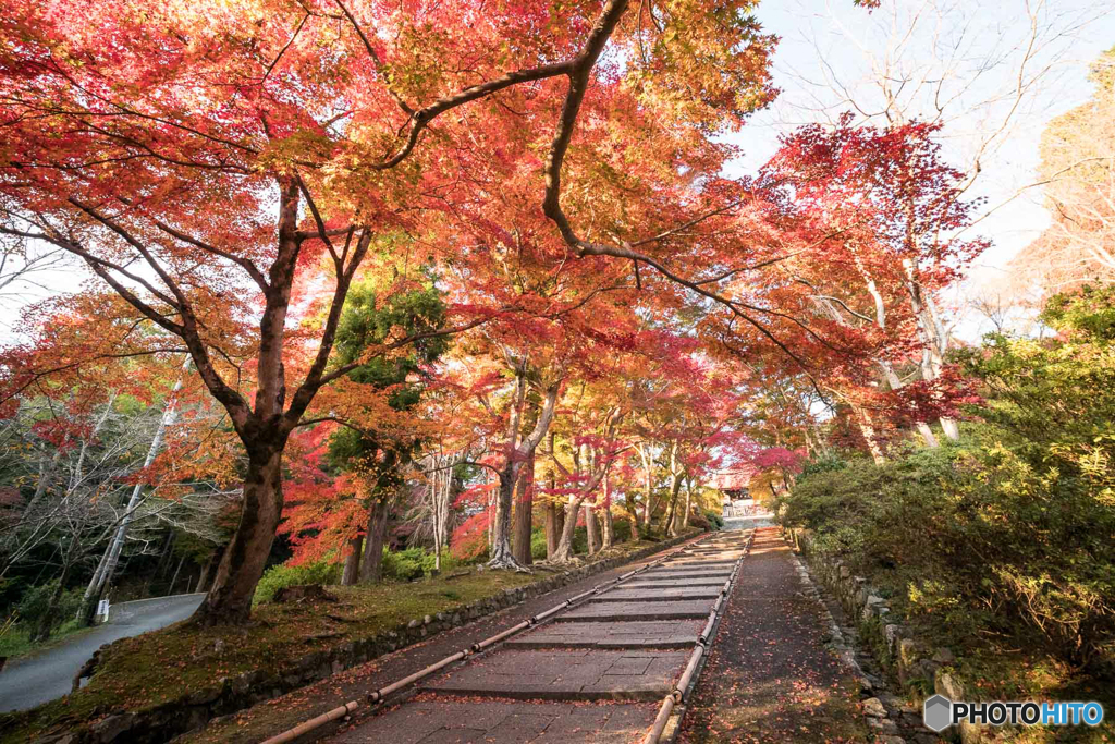 紅葉