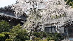 花吹雪