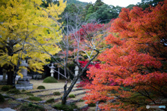紅葉・黄葉