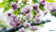 兼六園菊桜