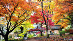 丹波紅葉めぐり ②