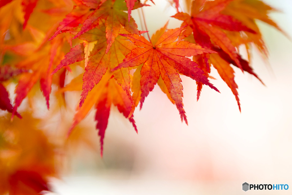 紅葉