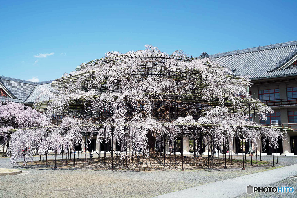 大きなしだれ桜