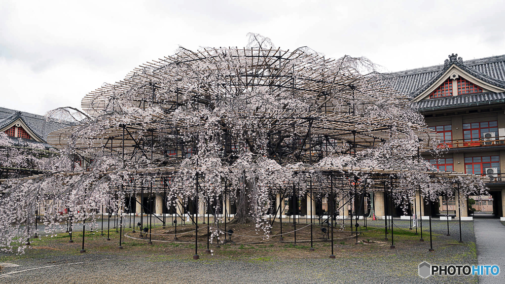 大きなしだれ桜