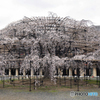 大きなしだれ桜