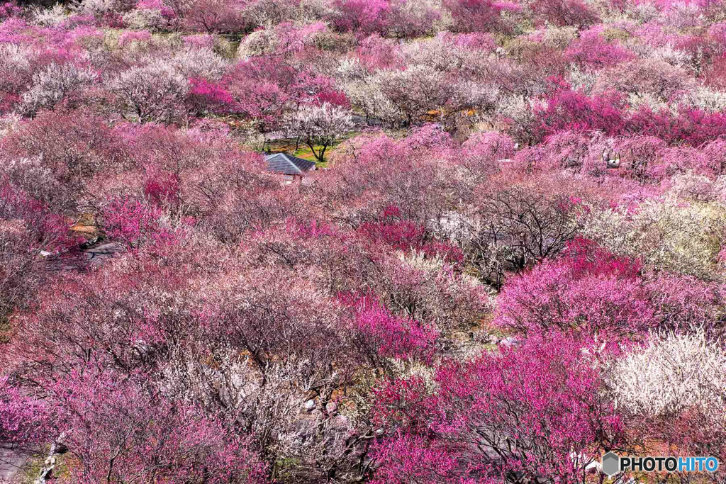 梅林公園