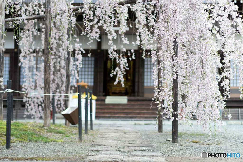 枝垂れ桜