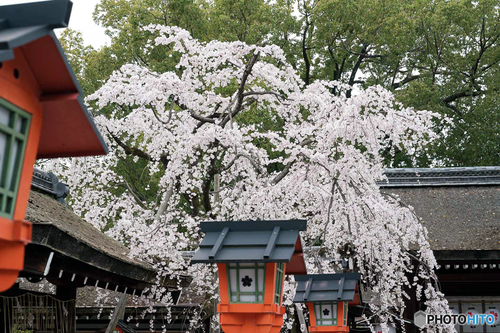 魁桜