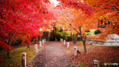 京都紅葉狩り ②