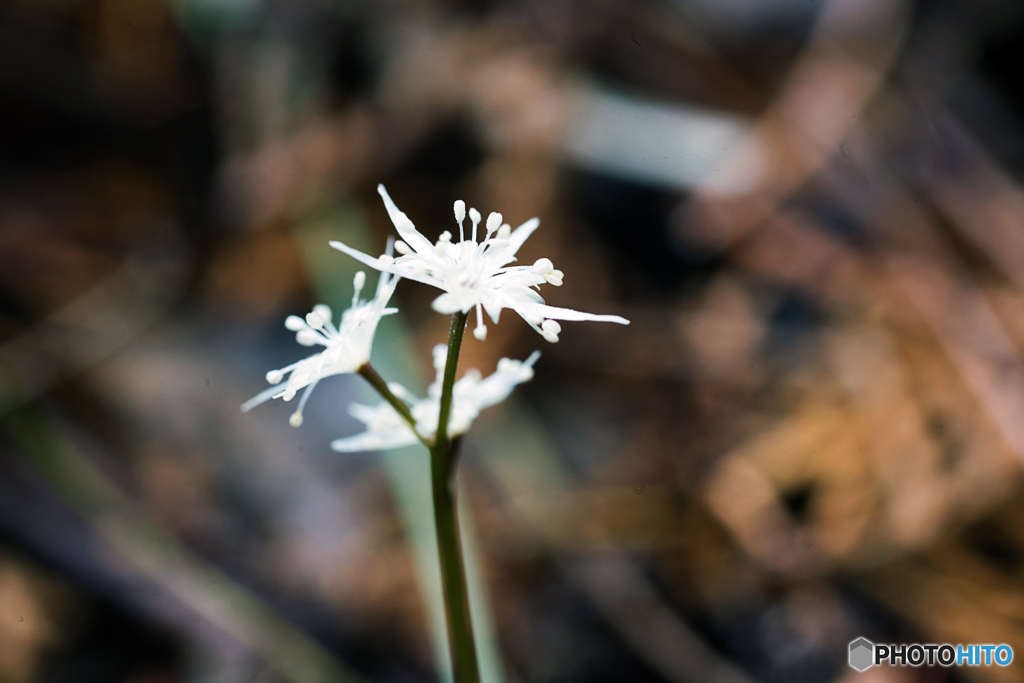 小芹葉黄蓮