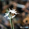 小芹葉黄蓮