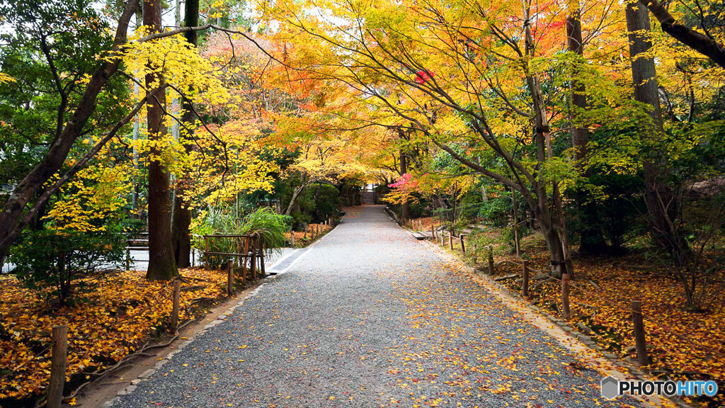 京都紅葉狩り ㉕