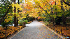 京都紅葉狩り ㉕