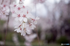 しだれ桜