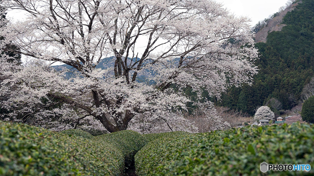 お茶畑の淡墨桜
