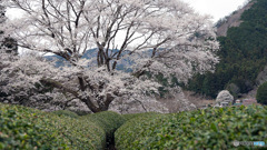 お茶畑の淡墨桜