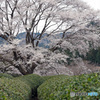 お茶畑の淡墨桜