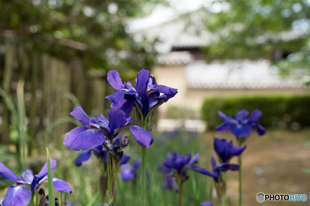 菖蒲