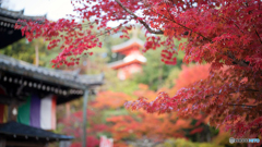 京都紅葉便り ⑨