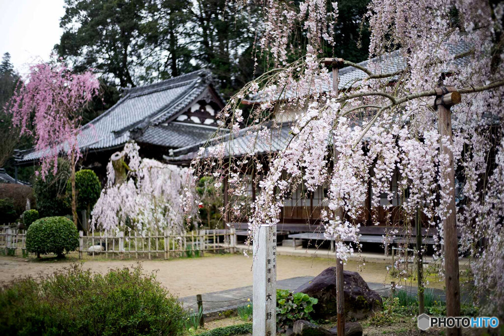 小糸桜