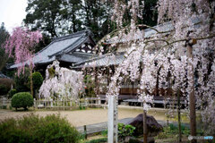 小糸桜