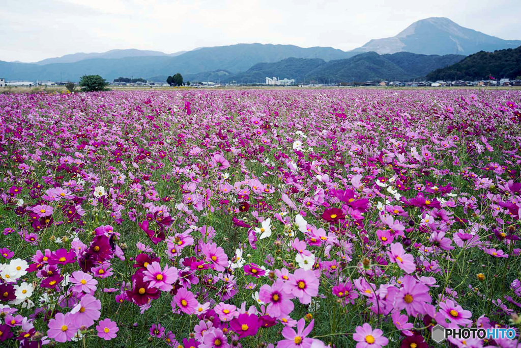 伊吹山とコスモス畑