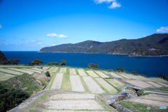 田烏の棚田