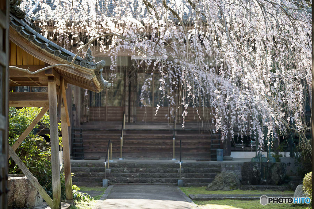 しだれ桜