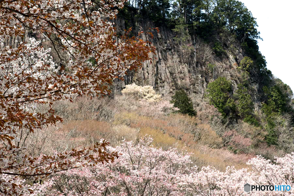 山桜