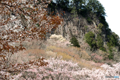 山桜