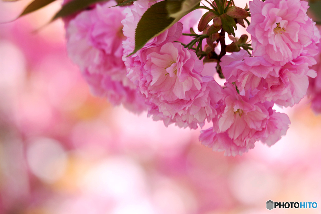 八重桜