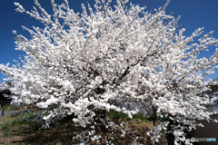 sakura