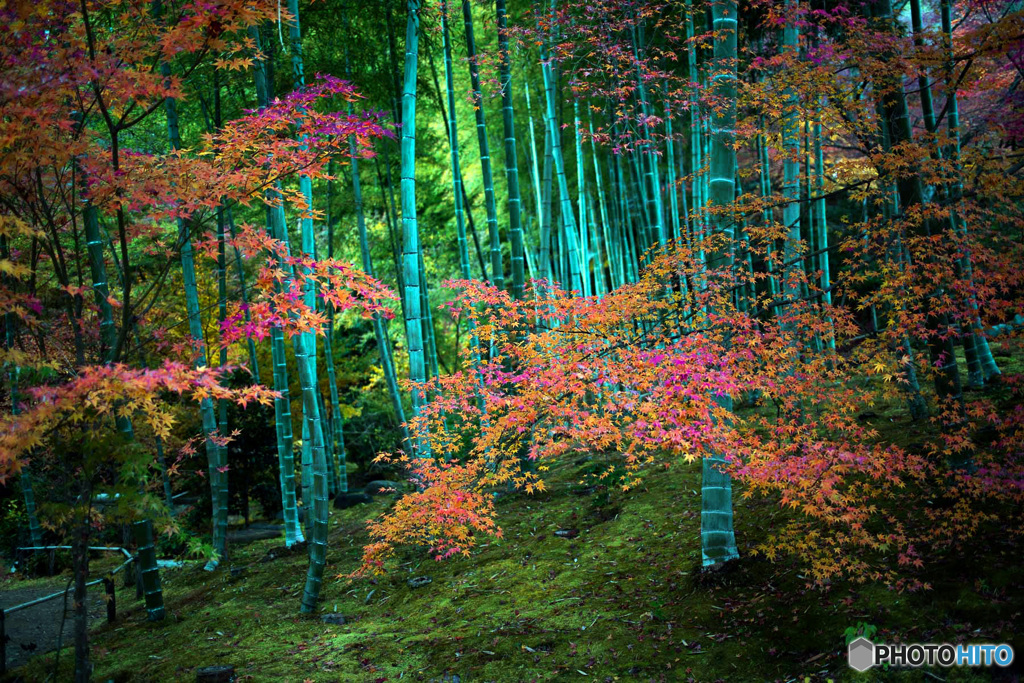 紅葉と竹林