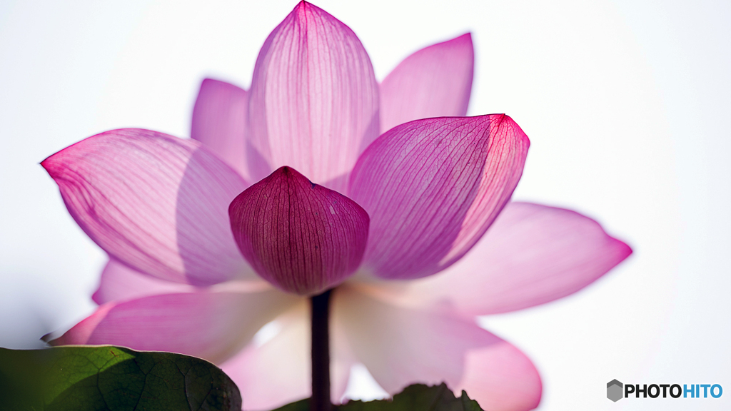 天上の花