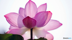 天上の花