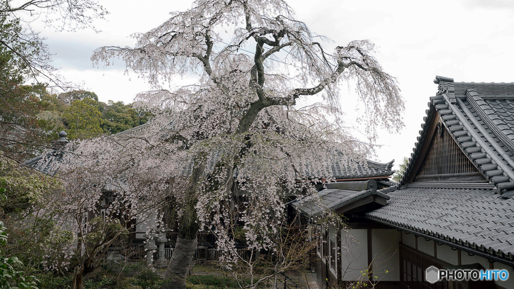 しだれ桜